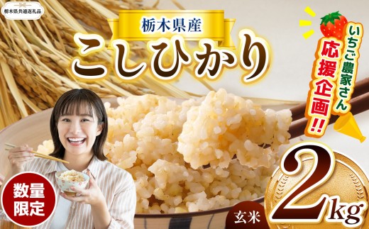 【栃木県共通返礼品】 【先行予約】【定期2回】 訳あり 定期便 数量 限定 令和8年度産 こしひかり 玄米 約 2kg | とちぎの星 ミルキークイーン コシヒカリ 玄米 白米 ごはん おいしい  ふるさと納税 那珂川町 栃木県