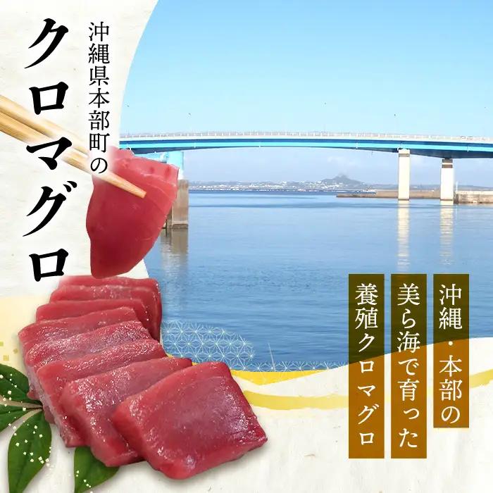 本マグロづくし（大トロ・中トロ・赤身） 本部町産 約800g～1000g マグロ