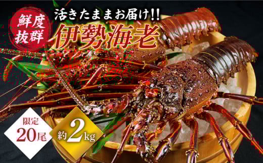 天然 伊勢海老 崎戸産 2尾（計約2kg）[CAW003]＜西海大崎漁協 崎戸支所＞ 西海市産 海老 エビ えび イセエビ 天然 贈答 ギフト  伊勢エビ