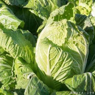 ふるさと納税 糸島市 【全6回定期便】糸島産 朝採れ野菜セット(13品前後) オーガニックナガミツファーム[AGE025] |  | 02