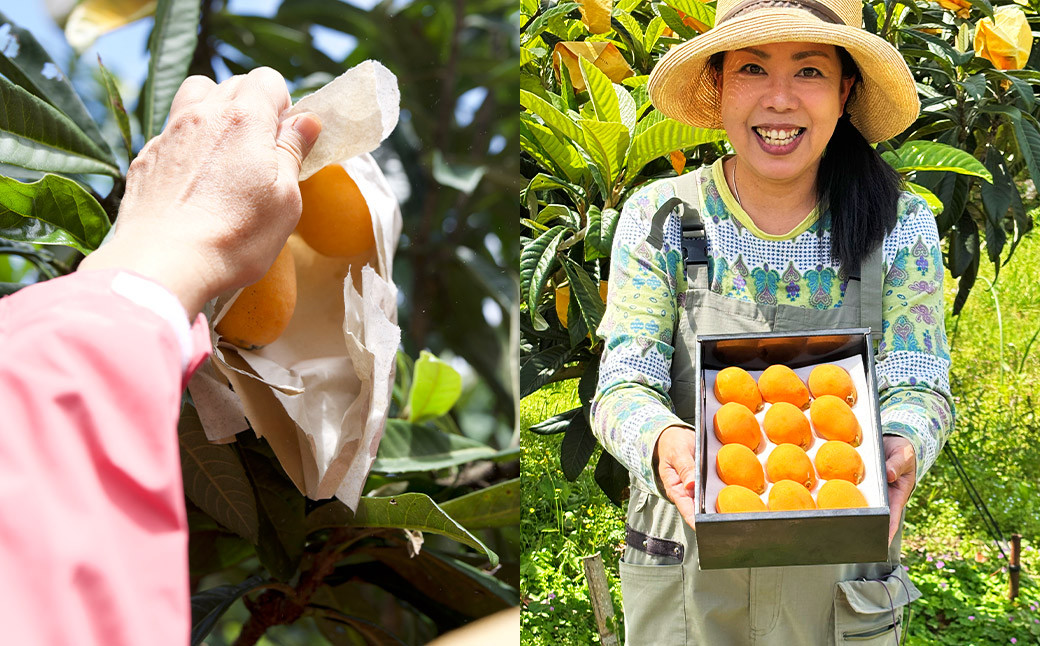 【訳あり】長崎産 茂木びわ「なつたより」4L（6粒入り）