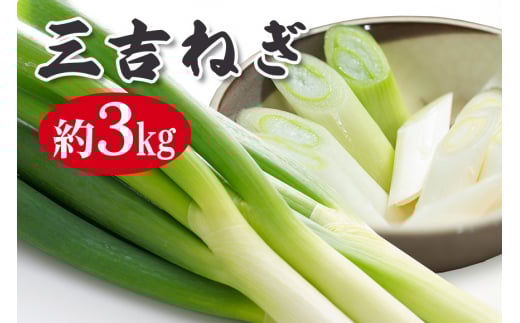 特選ネギ 約3kg 小野瀬農園 ho1415