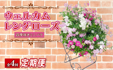 【全4回定期便】 花 ウェルカム レンゲローズ リング  オンライン決済限定 花 花