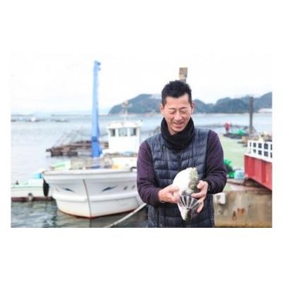 ふるさと納税 南あわじ市 【若男水産】【淡路島3年とらふぐ】雪 ふぐ鍋　刺身・白子付/冷凍(3〜4人前) |  | 03