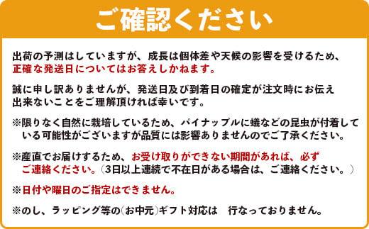 ＜期間限定 春フェア＞《2026年4月～6月発送》お試し用 石垣島産 完熟 スナックパイン 2玉 約1.4kg | パイン パイナップル ボゴール 沖縄 石垣島 石垣 八重山 期間限定 数量限定 産地