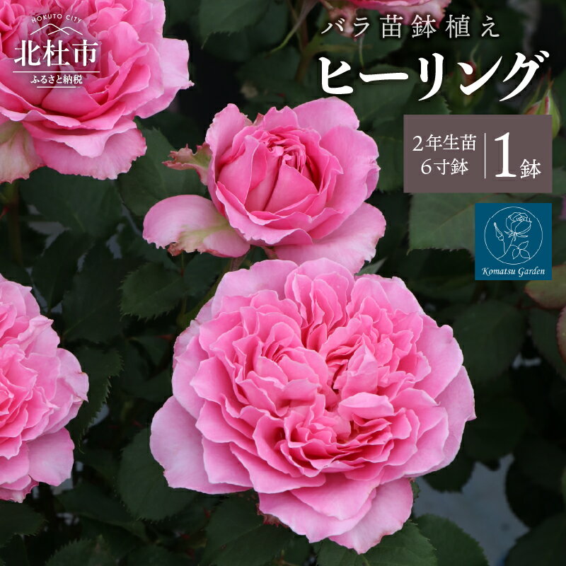 【ふるさと納税】 バラ 苗 1鉢 鉢植え 四季咲き 花 ヒーリング 6寸鉢 2年生苗 ガーデニング 初心者 母の日 父の日 送料無料