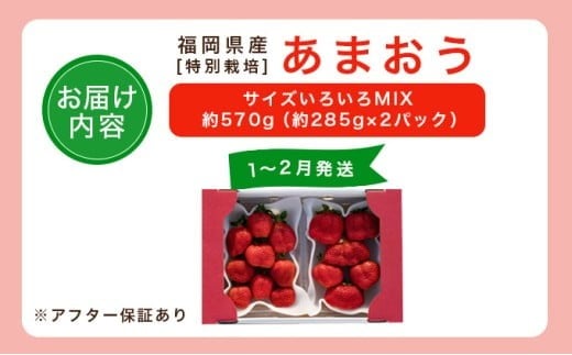 福岡県産 特別栽培 あまおう サイズいろいろMIX 約570g（約285g×2パック）【1～2月発送】　農園直送 アフター保証 先行予約 福岡産 送料無料 ケーキ ギフト お祝い 限定 季節限定 UN