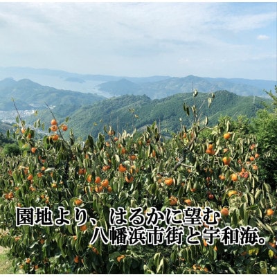 甘さにニッコリ!日本最大級の柿「富士柿」約3キロ【C39−72】【配送不可地域：離島】【1620371】