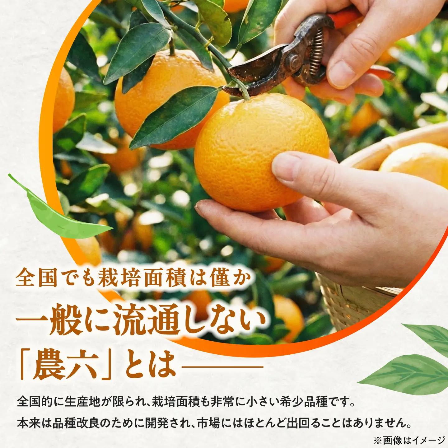 みかん 農六 約1kg【2月上旬から3月下旬まで順次発送】 / フルーツ 果物 蜜柑 ミカン オレンジ 小玉 甘い 先行予約 1kg 愛媛 / 愛媛県砥部町/和氣隆司[BJBF002]