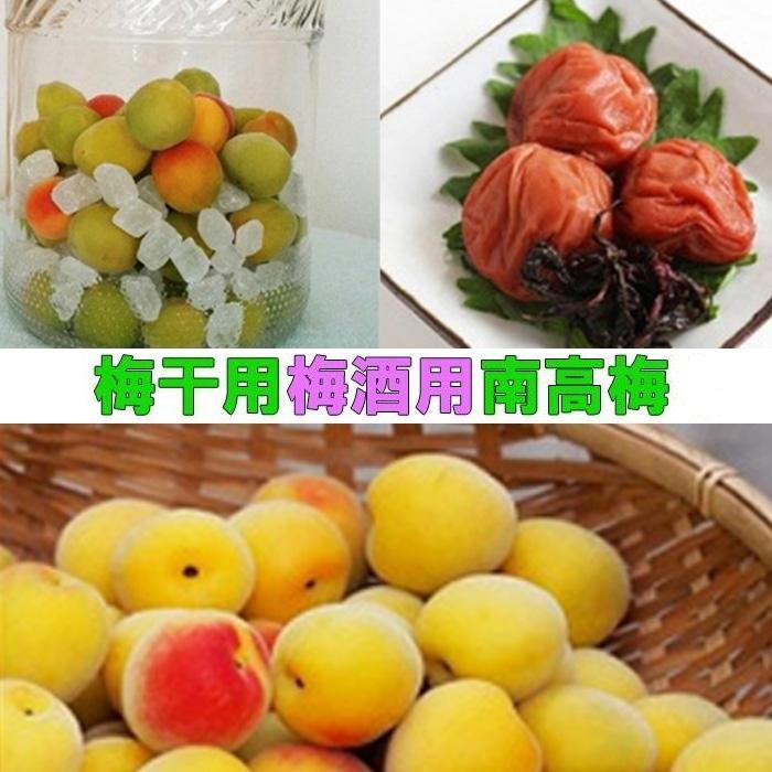 ［梅干・梅酒用］（3Lまたは2L－2Kg）熟南高梅＜2027年6月上旬～7月中旬発送予定＞フルーツ 果物 くだもの 食品 人気 おすすめ 送料無料［ART06］XL04