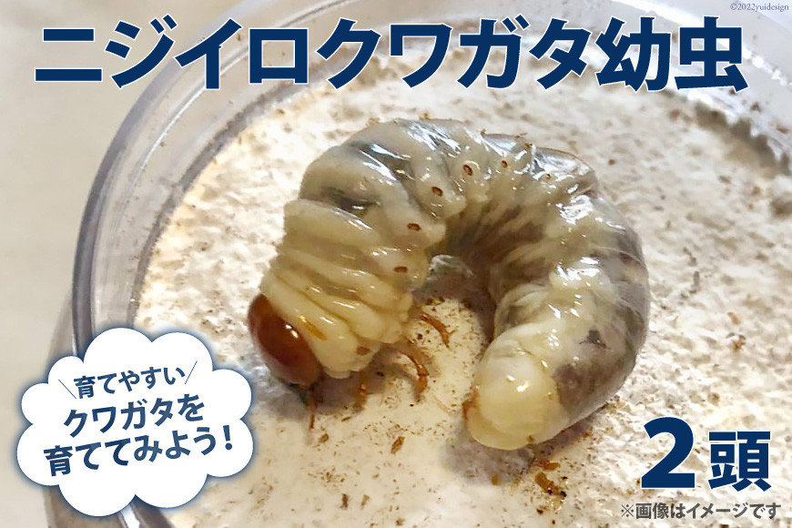 
育ててみよう ! ニジイロクワガタ 幼虫 2頭 / 虫ムシ＠UNZEN / 長崎県 雲仙市 [item0704]
