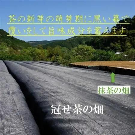 奥八女の新緑の風薫る・特上深蒸し茶薫風(冠せ茶) 100g×3本_飲料・ドリンク 茶葉・ティーバッグ 茶 _【1553963】