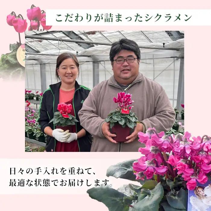 《予約品》シクラメン インディカ 色：フクシア 農林水産大臣賞受賞歴あり 愛知県産 シクラメン ５号鉢  花  プレゼント 贈り物 鉢花 鉢 ガーデン ガーデニング 愛知県産 クリスマス  -272