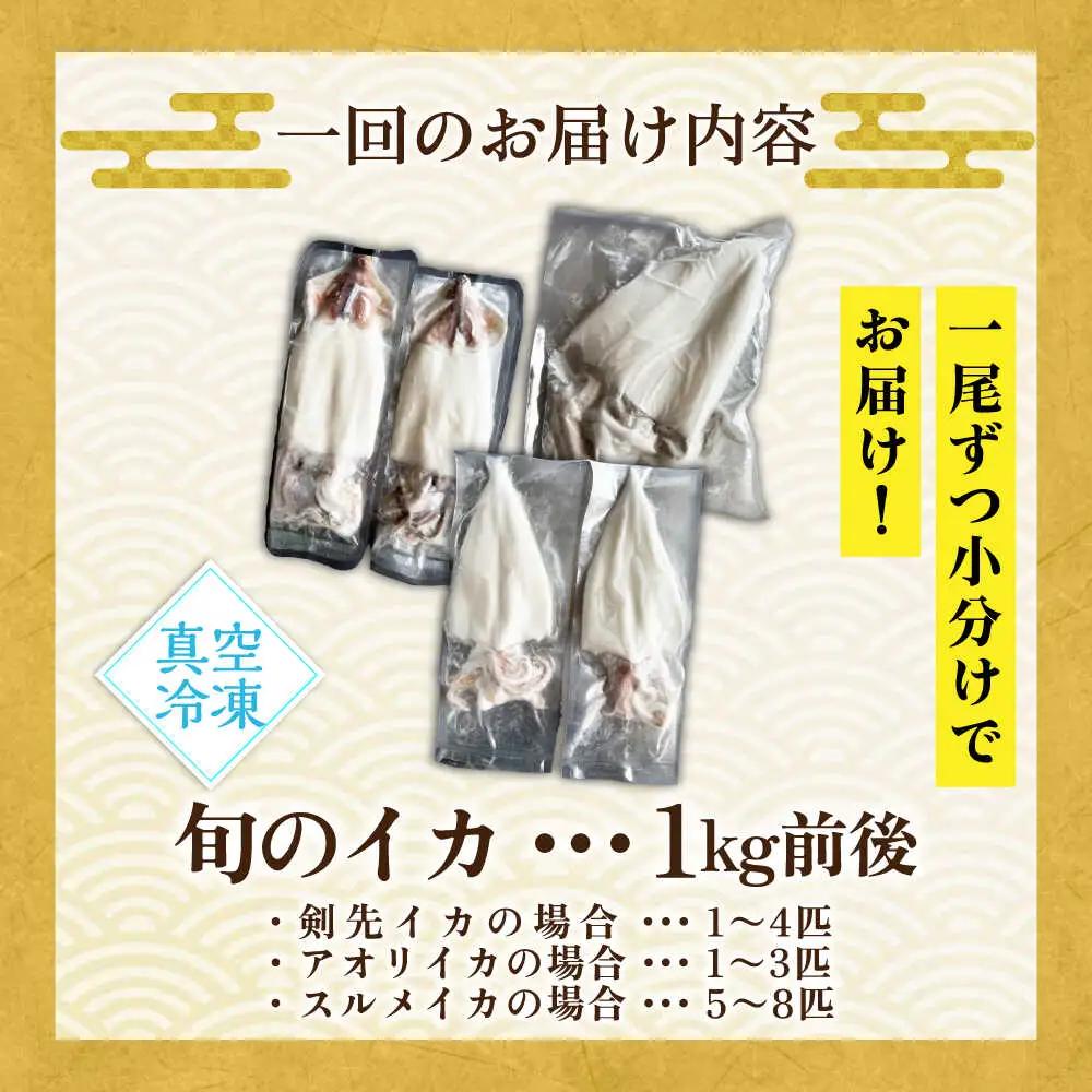 【全6回定期便】旬のイカ刺身1kg前後《壱岐市》【馬渡水産】イカ いか 烏賊 剣先 アオリ あおり スルメ するめ 刺身 刺し身 お刺身 海鮮 魚貝 冷凍配送 産地直送[JAQ032]