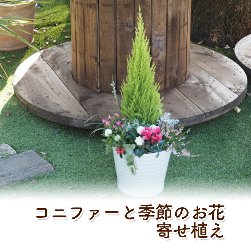 【ふるさと納税】コニファーと季節のお花 寄せ植え 植物 インテリア ガーデン　朝倉市