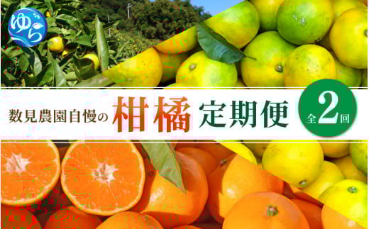 【定期便全2回】みかん  ≪数見農園自慢の柑橘定期便≫ / 定期便 果物 柑橘 由良町 フルーツ くだもの 産地直送 数量限定 ミカン ゆら早生 ゆら早生みかん ゆらみかん 温州みかん 和歌山【kzmn-tkb003】