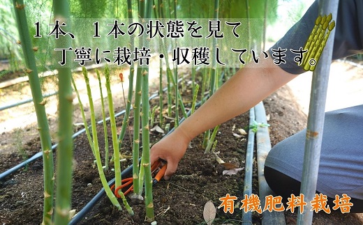 僕とじいちゃんのアスパラガス1.5kg【B1-127】 アスパラガス 朝採れ新鮮 新鮮 野菜 期間限定
