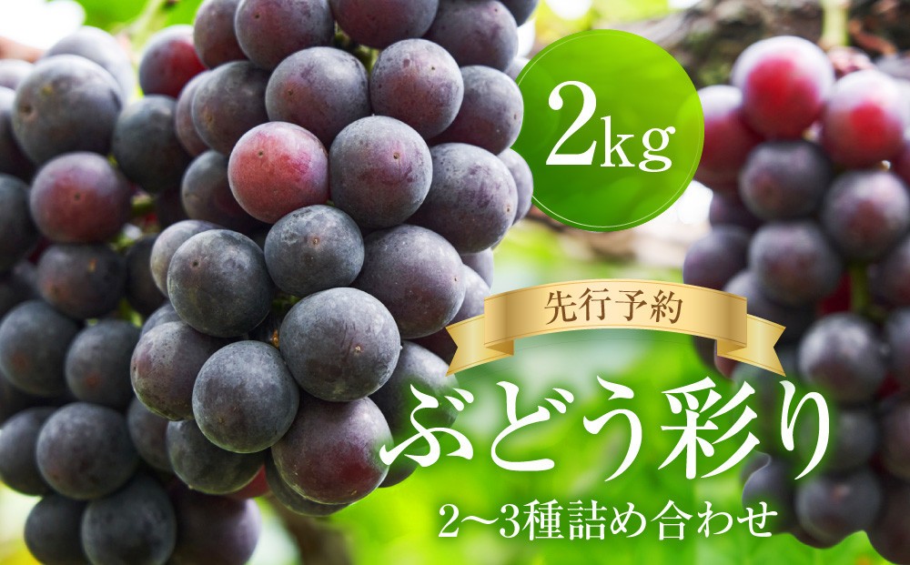 
                  ＜2026年先行予約  9月中旬〜10月下旬発送＞ ぶどう彩り2～3種詰め合わせ 2kg | 品種おまかせ 朝採れ フルーツ 果物 食品 おいしい 人気 シャインマスカット マスカット 飛騨高山 ぶどうマルシェTSUZUKU SK002
                