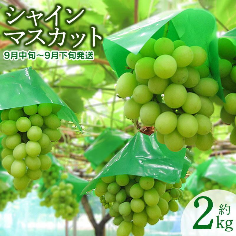 【ふるさと納税】【令和7年産先行予約】 山形県鶴岡市産 シャインマスカット　約2kg (3〜5房) 2025年産 K-755