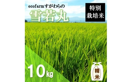 【令和7年産・精米】ecofarmすがわらの特別栽培米雪若丸10kg