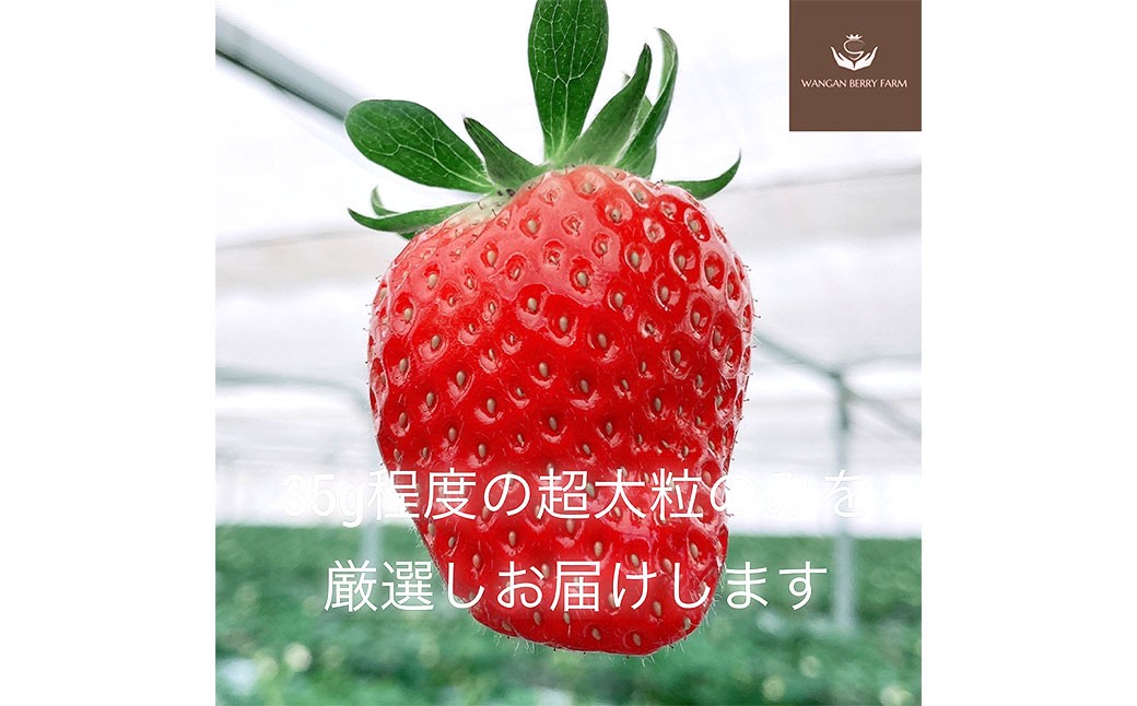 【先行予約】 完熟 プレミアム いちご 「 グランベリー 」 品種： ほしうらら 2パック （約315g×2パック 計約630g） ／ 苺 イチゴ ストロベリー ベリー 果物 青果物 フルーツ ギフト