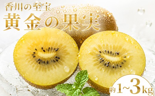 
                  【2026年10月下旬～】 キウイ さぬきゴールドキウイ 選べる 1kg 2kg 3kg ゴールドキウイ キウイフルーツ 果物 フルーツ くだもの ゴールド 旬 ドライフルーツ 朝食 おやつ デザート 季節 先行予約 香川県 丸亀市
                