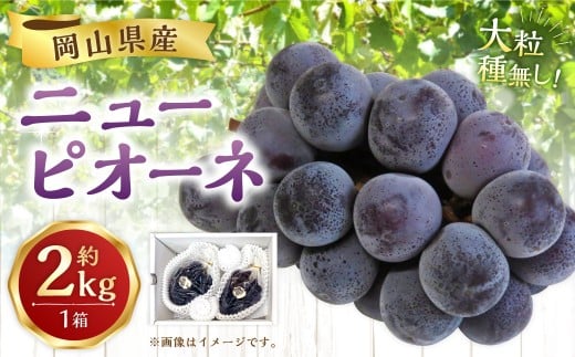 【先行予約】 岡山県産 ニューピオーネ 2kg 1箱 ／ ぶどう ブドウ フルーツ 【2026年8月下旬-9月下旬発送予定】