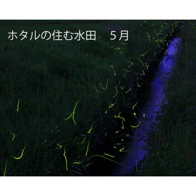 ふるさと納税 水戸市 【令和7年産】特A評価 城里町内・桂農産の【ホタル米】2kg(精米)厳選コシヒカリ |  | 02