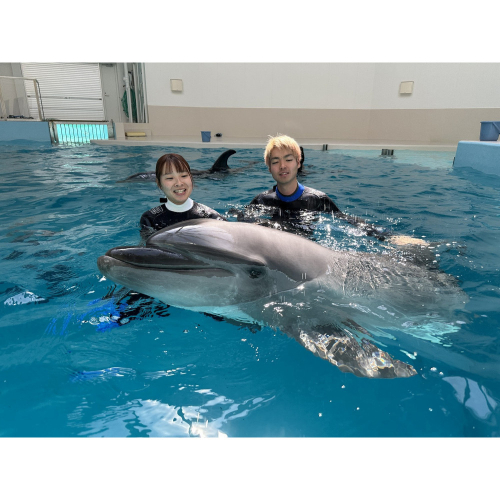 ノアドルフィンドーム　ドルフィンスイム体験　ペア入場券付