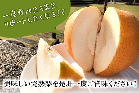 梨【2026年発送先行予約】産地直送 愛宕梨 約4kg