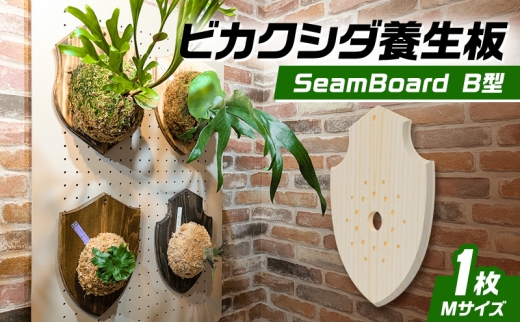 ビカクシダ板 SeamBoard B型 Mサイズ ビカクシダ コウモリラン 板付け 壁掛け 観葉植物 植物 おしゃれ インテリア 室内 無塗装 ギフト プレゼント 育てやすい 株式会社アサヒ 送料無料 愛知県 あま市
