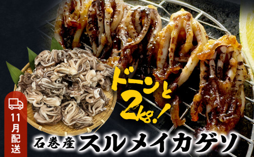 いか 〈 訳あり 〉11月配送 宮城県産 スルメイカ ゲソ 2kg 冷凍 国産 いか 下足 イカ イカゲソ カルパッチョ おつまみ 魚介類 焼イカ イカ料理  バーベキュー BBQ わけあり 不揃い 烏賊 炒め物 フライ ゲソ天 唐揚げ