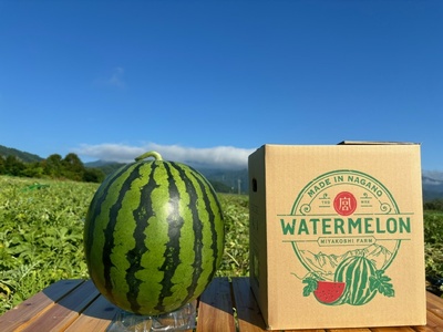 【先行受付】松本市 波田産 すいか 2L（7kg～8kg)│ 信州 松本市 長野県 西瓜 すいか 果物 スイカ フルーツ くだもの 新鮮 果汁 ジューシー 大きい ふるーつ