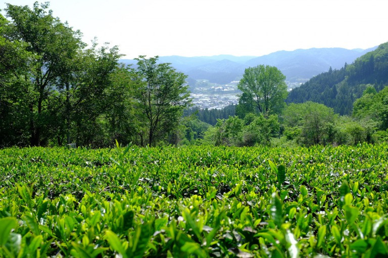 摘採間近の紅茶農園。