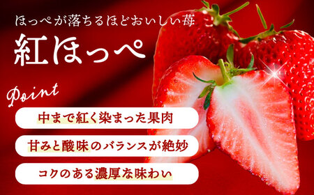 【先行予約】 ＼毎年12月より順次発送／ 大玉 紅ほっぺ 5粒~6粒程度 いちご 果物 フルーツ 愛西市 / くぼ苺農園 【配達不可：北海道・沖縄・離島】[AECJ011]