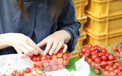 【令和7年産先行予約】 さくらんぼ 「紅秀峰」 800g (200g×4パ
