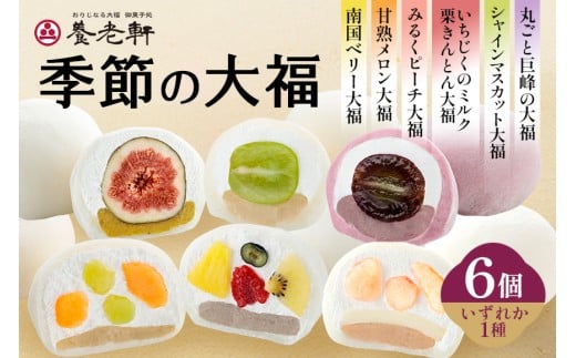 【期間限定】養老軒の季節の大福　6個入（1種類）│お楽しみ 夏 秋 人気 旬 フルーツ ふるーつ スイーツ 大福 和スイーツ おやつ おかし お菓子 和菓子 日時指定可