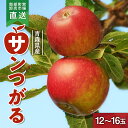 【ふるさと納税】 りんご 「サンつがる」 （12～16玉） 【カネテ青果】 青森りんご 南部町営卸売市場 直送 リンゴ 林檎 アップル あおもり 青森 青森県 南部町 三戸 南部 果物 くだもの フルーツ F21U-210