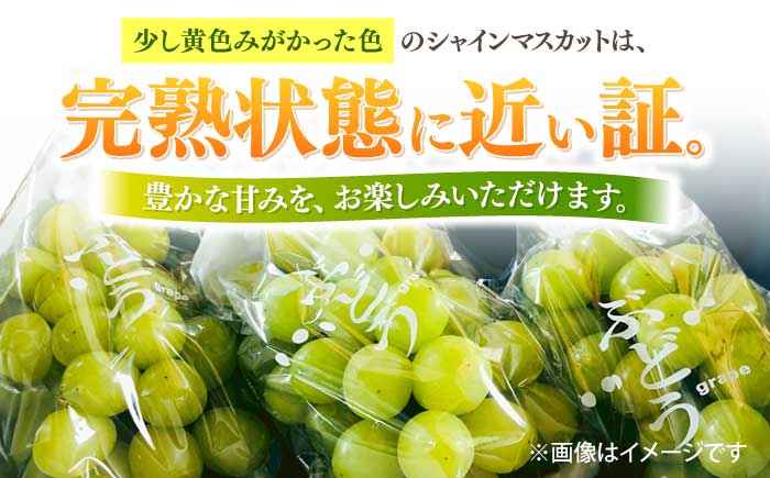 【2026年8月中旬～発送】【数量限定】シャインマスカット 2kg（3房～5房）/ マスカット ますかっと ぶどう 葡萄 ブドウ フルーツ 果物 / 南島原市 / 長崎県農産品流通合同会社 [SCB0