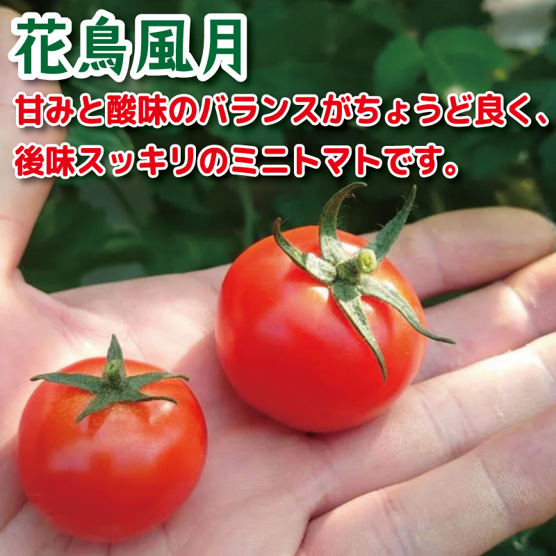 【2026年4月発送】 ミニトマト 1kg 花鳥風月 先行予約 水耕栽培 爽やか 甘い 野菜 やさい 国産 産地直送 数量限定 旬 フレッシュトマト 生野菜 新鮮 ソース 調味料 ケチャップ サラダ 