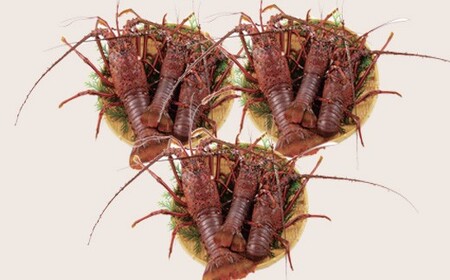 年3回お届け長崎県産活き伊勢海老