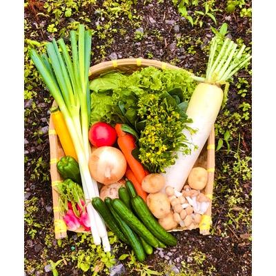 ふるさと納税 榛東村 八州高原マルシェ自慢の旬な野菜たち