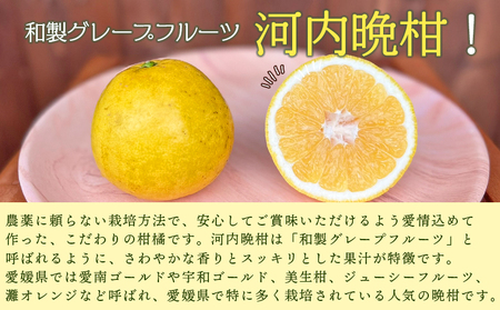 ＜《5月発送》旬をお届け！河内晩柑 約7kg＞ みかん ミカン 蜜柑 果物 柑橘類 果実 オレンジ フルーツ かわちばんかん カワチバンカン 15～20個前後 特産品 国産 明浜産 二ノ宮商事 愛媛県