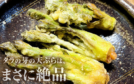 【先行予約】【季節限定】国産山菜 タラの芽 美浜町の春をお届け【2026年4月上旬以降順次発送予定】【旬 山菜 野菜 たらの芽 天ぷら 春野菜】 [m47-a021]