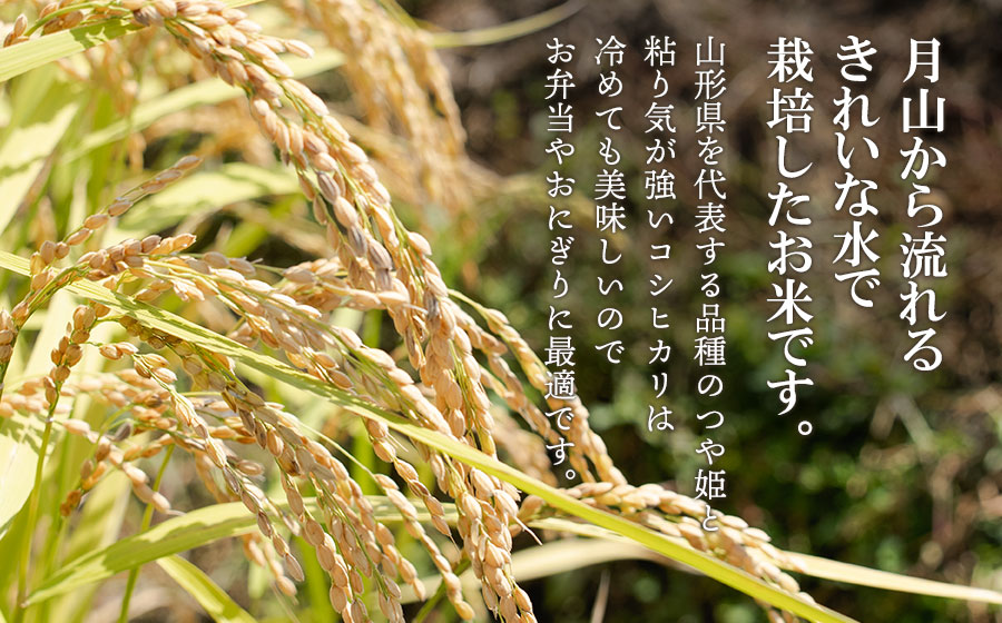 【令和8年産 新米】 黒川まるいし農場の特別栽培米 コシヒカリ・つや姫 精米 各5kg (計10kg) 　山形県鶴岡市産　K-877　| 白米 つやひめ こしひかり 2種 食べ比べ セット 米どころ 