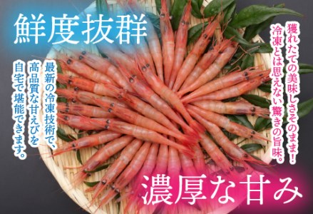 【越前産】【小分け】冷凍甘えび大サイズ 約250g × 2パック 合計約500g（30尾～40尾）