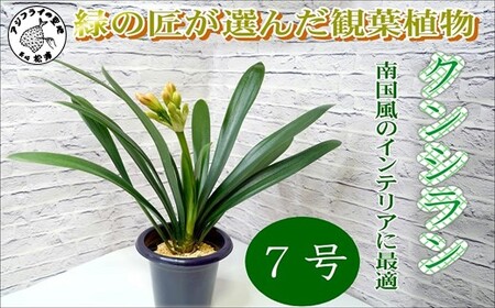 緑の匠が選んだ観葉植物 素敵な空間づくりに クンシラン 7号【C0-059】クンシラン 観葉植物 インテリア 植物 新築祝い 贈り物 開店祝い 引っ越し祝い 送料無料