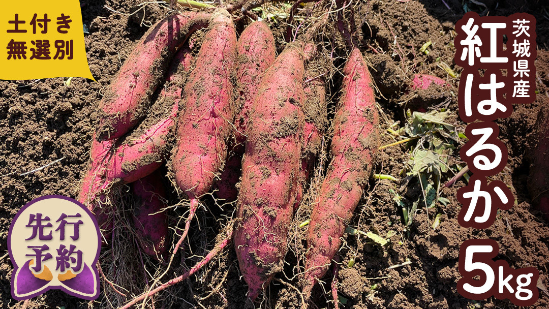 
            茨城県産 紅はるか 5kg 土付き 無選別 熟成 さつまいも 生芋 芋 サツマイモ 農薬不使用 化学肥料不使用 甘い 焼き芋 スイートポテト ねっとり
          