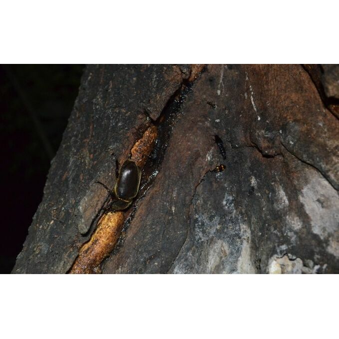 NHKテレビで取り上げられました!先行予約【体験期間 2026年6月~8月中旬】虫捕り名人と行く「昆虫採集ツアー」ご利用券(5名様・車1台まで)他グループと同行有 昆虫 カブトムシ クワガタ 夏休み