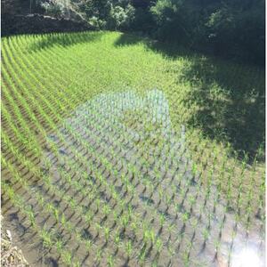 【美味しい水が育んだお米!】諸塚村産ヒノヒカリ精米5kg×4袋入【1688679】